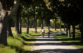 Zwei Radfahrer auf einem von Bäumen gesäumten Weg.