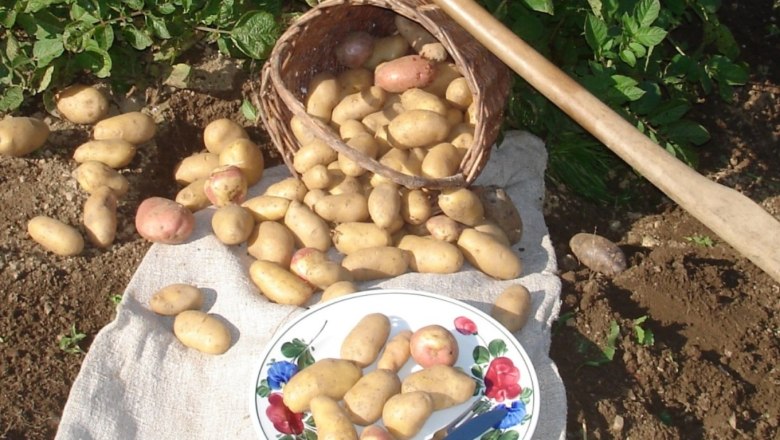 potatoes-from-your-own-garden, © ferienwohnung wiesmüller