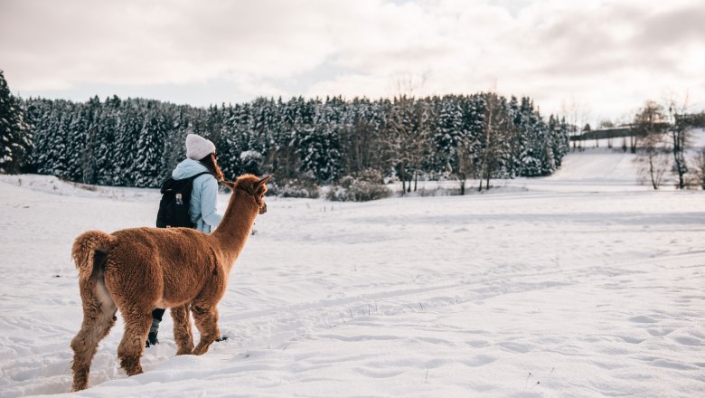 Person mit Alpaka im Schnee vor einem Wald.