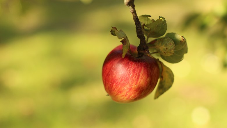 Apfel am Baum - Kloster Pernegg, © Natascha Zickbauer