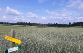 Feld, © Stadtgemeinde Schrems