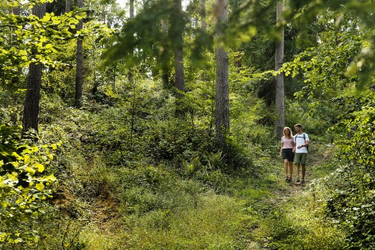 Spaziergang durch den Wald, © Waldviertel Tourismus, weinfranz