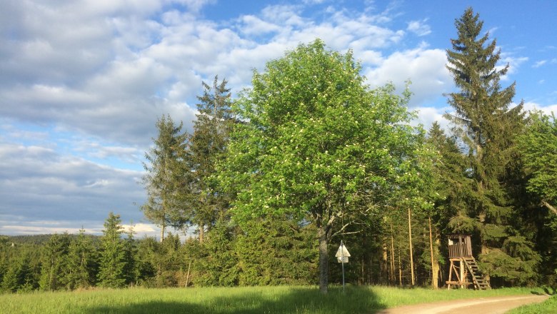 Richtung Stifterteich 1,5 km entfernt, &copy; Dieter Juster