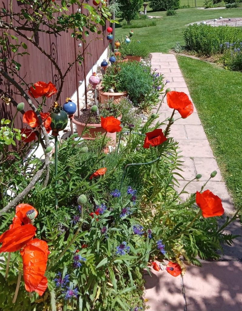 Leuchtender Mohn
