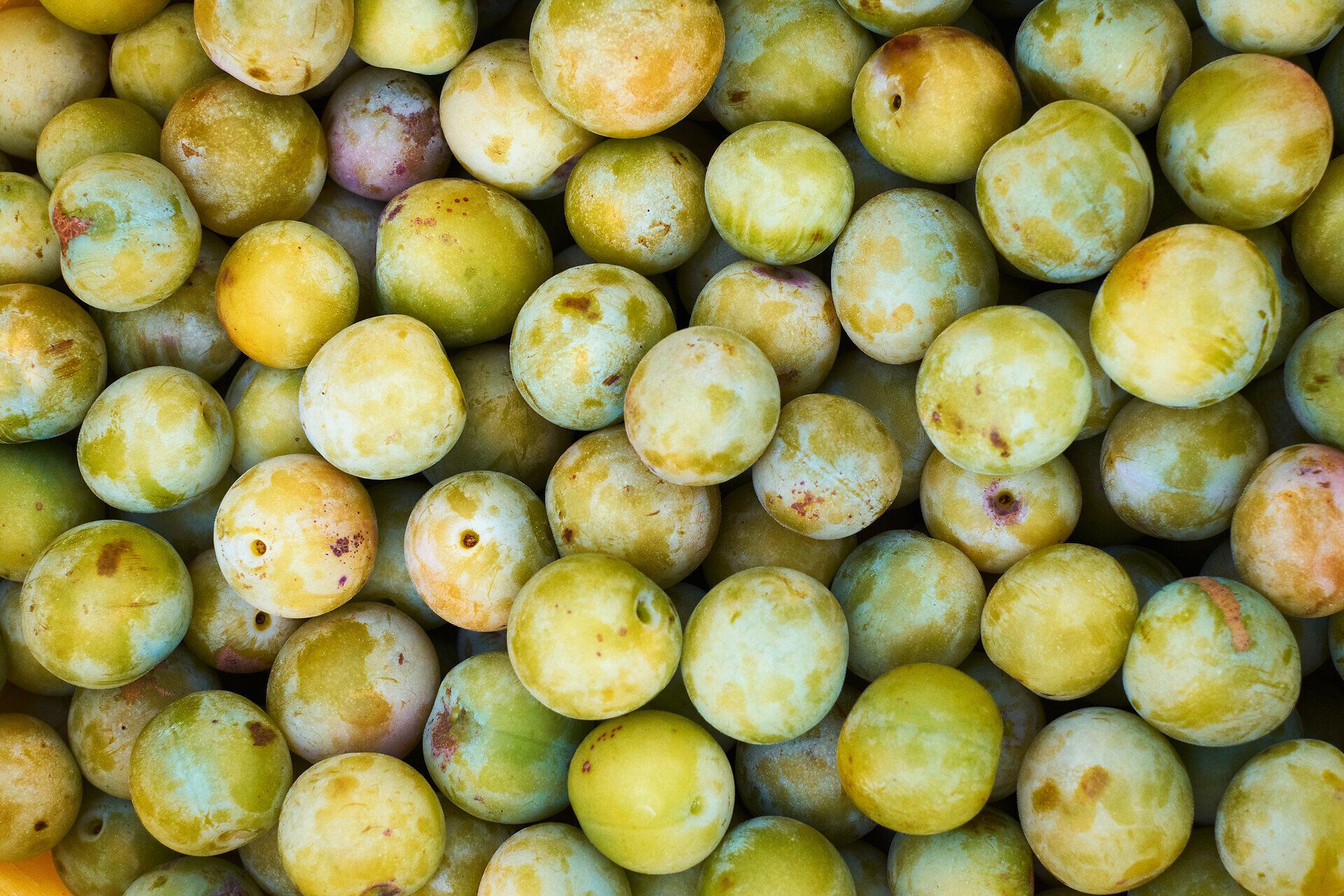 Saftige, grüne Früchte leuchten in der warmen Sonne und laden zum Genießen ein. Die sanften Hügel der Umgebung schaffen eine idyllische Kulisse, die den Sommer im Waldviertel perfekt widerspiegelt. Hier, inmitten der Natur, wird jeder Biss zu einem Erlebnis.