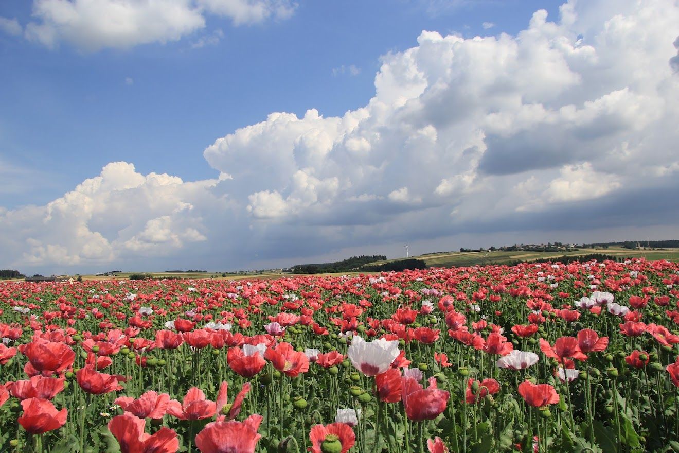 Blick Richtung Pleßberg mit Mohnblüte