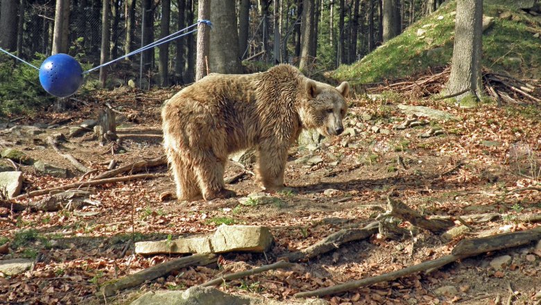 Bärenwald Arbesbach, © Bärenwald Arbesbach