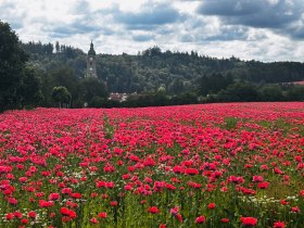 Stift Zwettl, &copy; Dr. Markus Peham