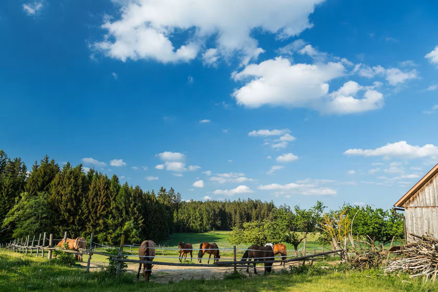 Mehrere Pferde stehen auf einer umzäunten Weide neben einem Holzstall; im Hintergrund Wald und blauer Himmel mit Wolken.