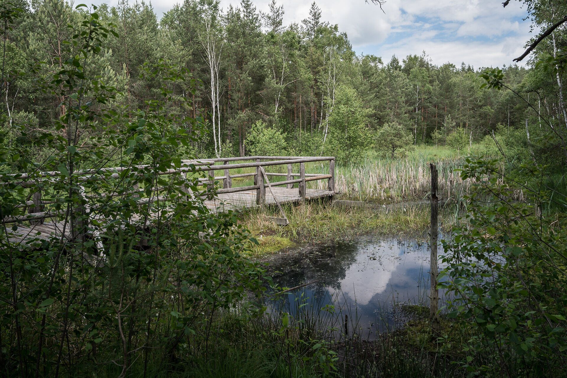 Ein Steg über dem Hochmoor, umgeben von Bäumen 