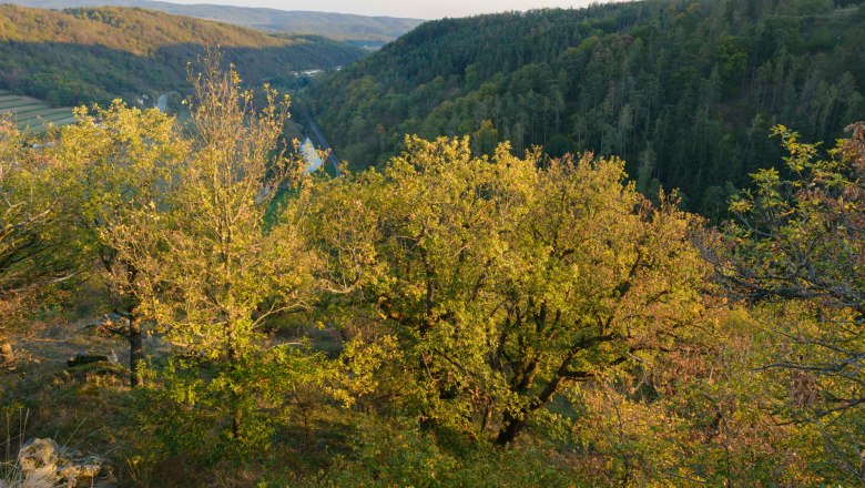 Ruine Schimmelsprung, © Waldviertel Tourismus, Matthias Schickhofer