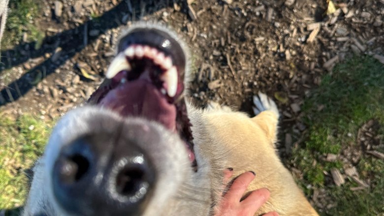 Lächeln auf vier Pfoten, © Huskystadl