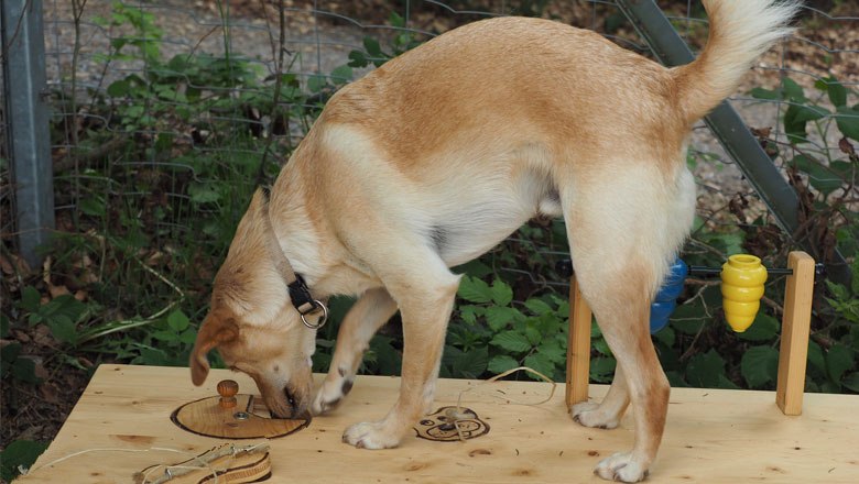 Eigens gestaltete Stationen für Hunde, © VIER PFOTEN, Mairhofer