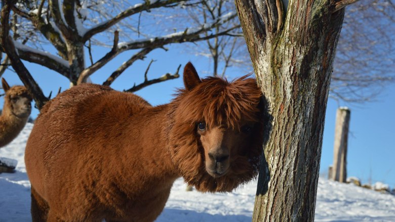 Alpacas brave the snowstorm, &copy; Sonnseinthof