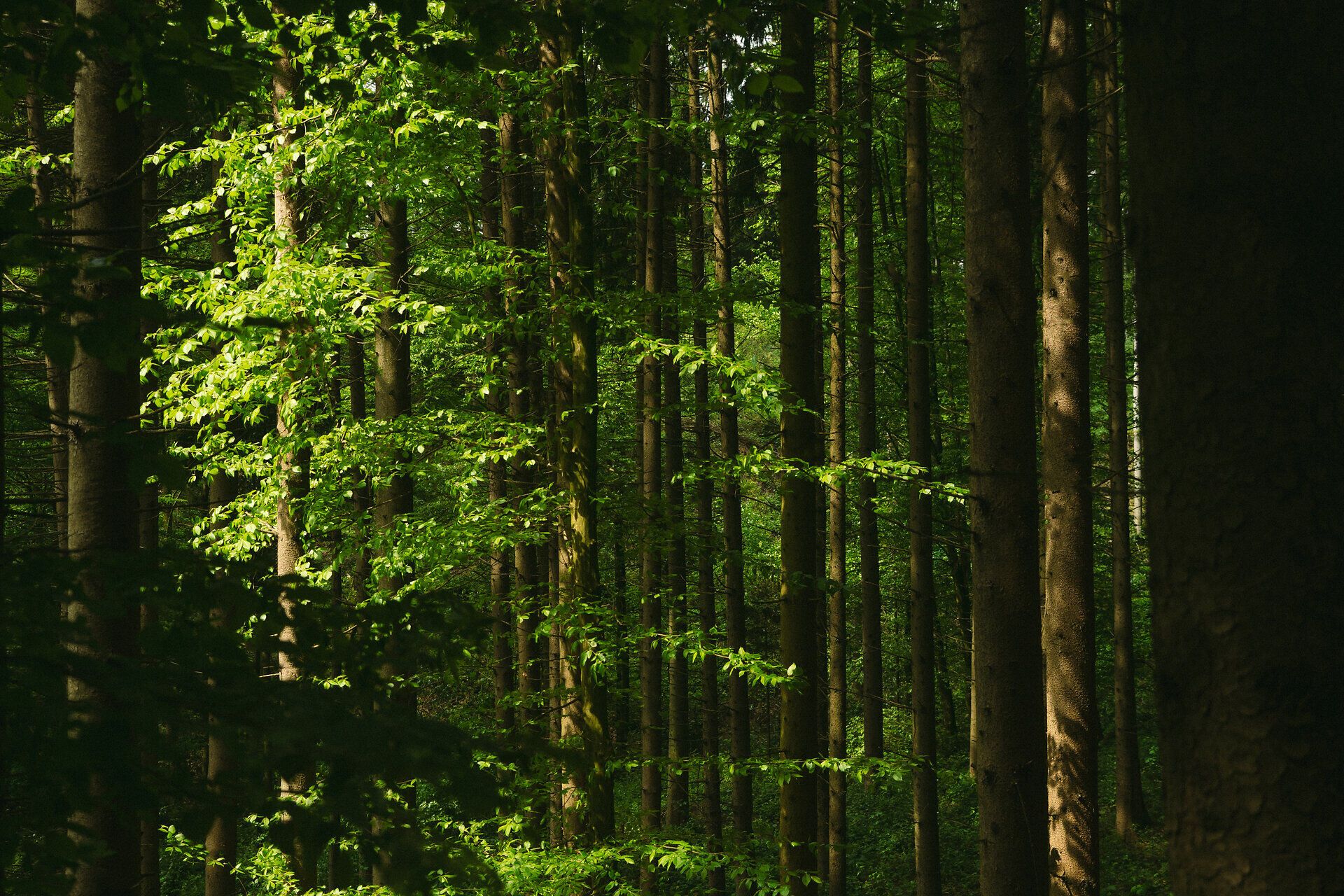 Lebensweg, Wandern, Weitwandern