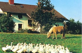 Ein Bauernhof mit Gänsen und einem Pferd auf einer Wiese.