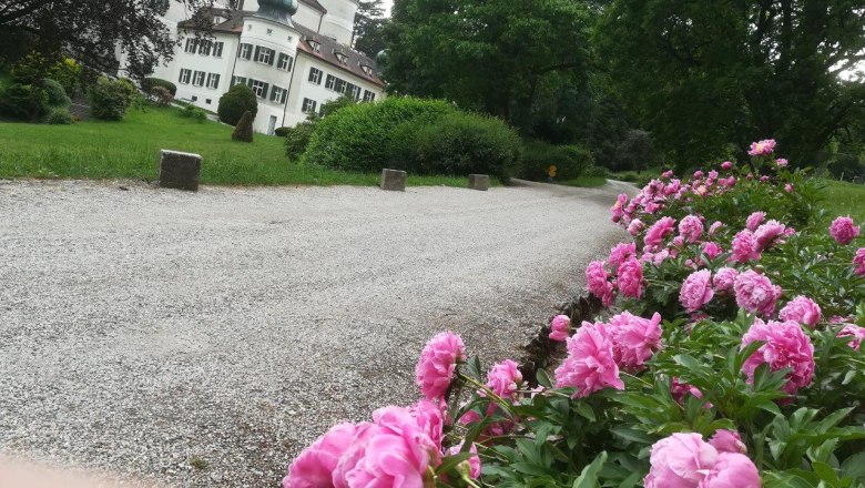 Pfingstrosen im Schlosspark, © Elfi Lumesberger