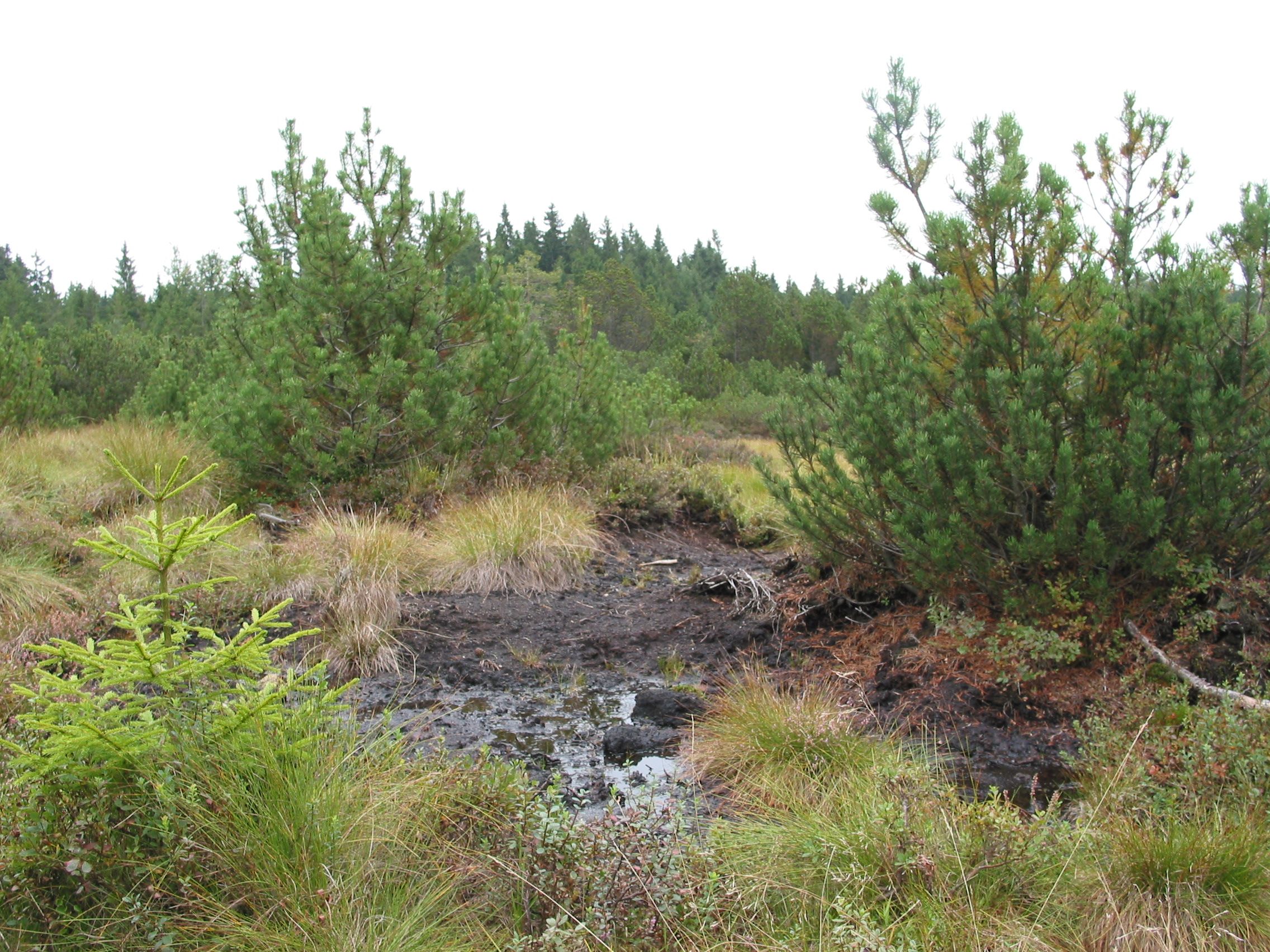 Sumpfige Landschaft mit Kiefern und Grasbewuchs.