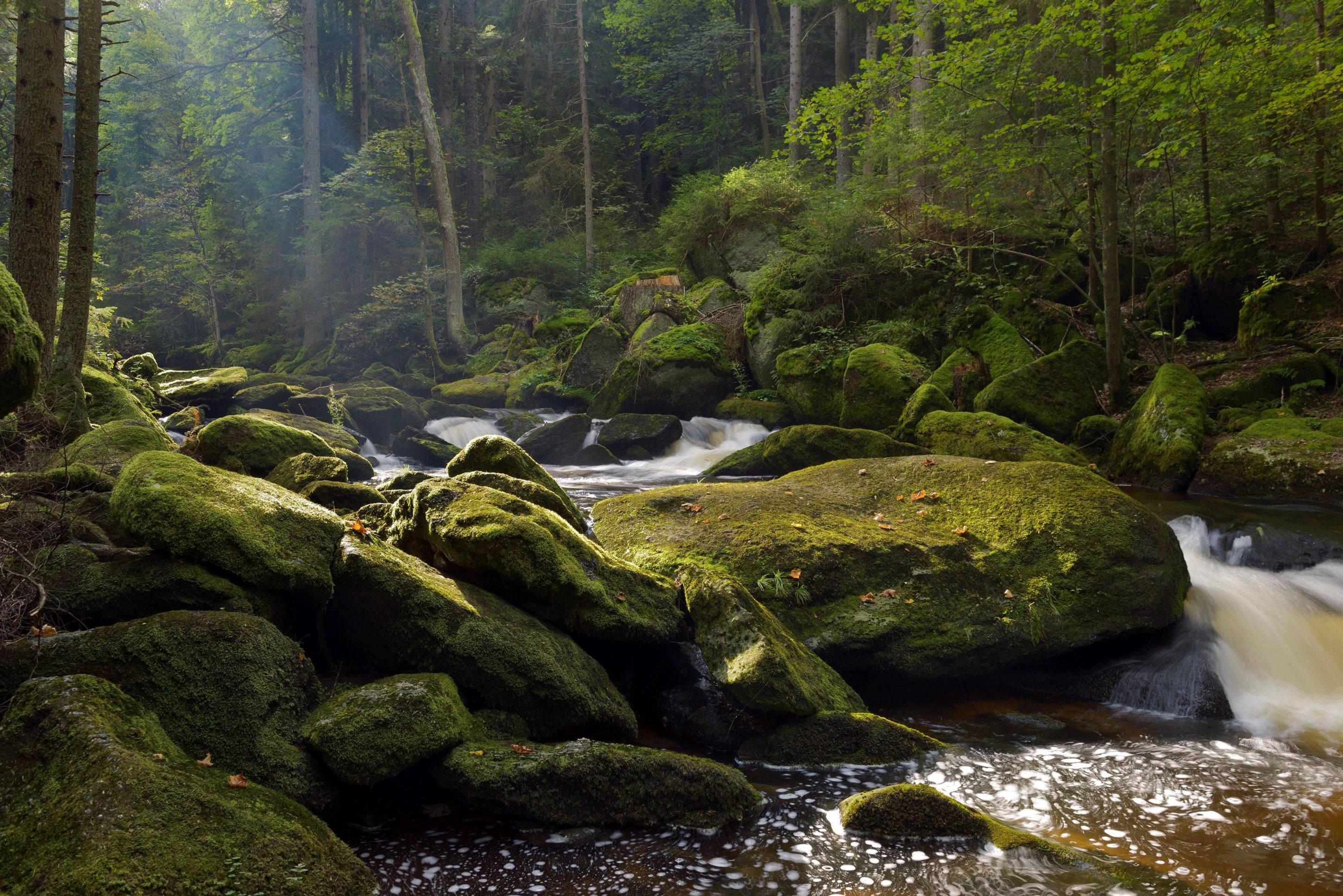 Ein bewaldeter Bach mit moosbedeckten Felsen und fließendem Wasser.