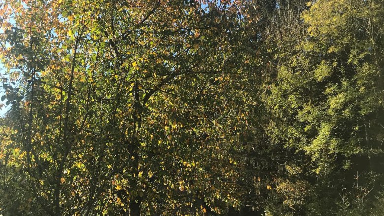 Garten, © 1000Krauthof