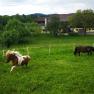 Pferde im Freien am Mayerhof