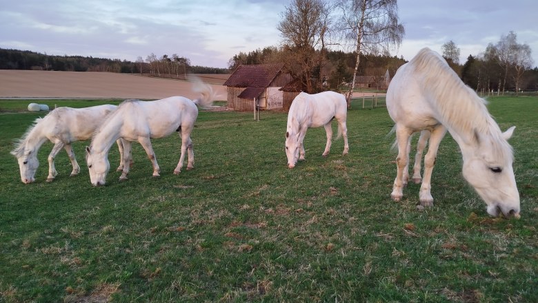 Kutsche bei den Linden, © Sonja Högler