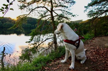 Wandern mit Hund, © Stefanie Mader-Wagner