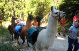 Menschen wandern mit Lamas im Wald.