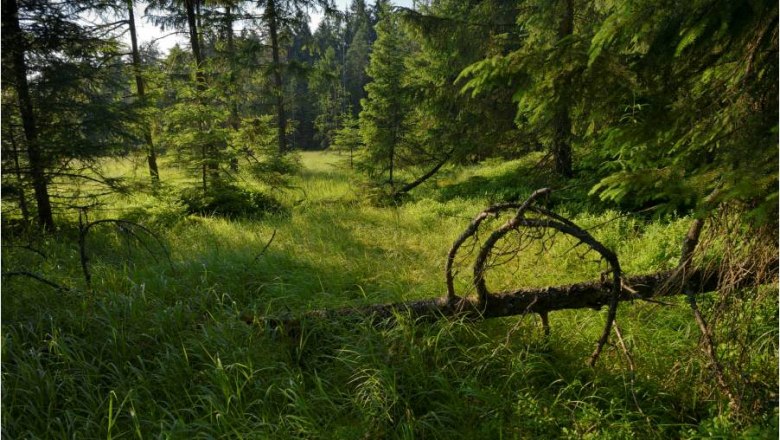 Moorgebiet Meloner Au, © BÄRENWALD, Matthias Schickhofer