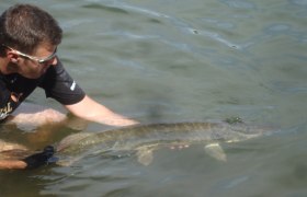 Ein Mann im Wasser hält einen großen Fisch, vermutlich einen Hecht, vorsichtig im Wasser.