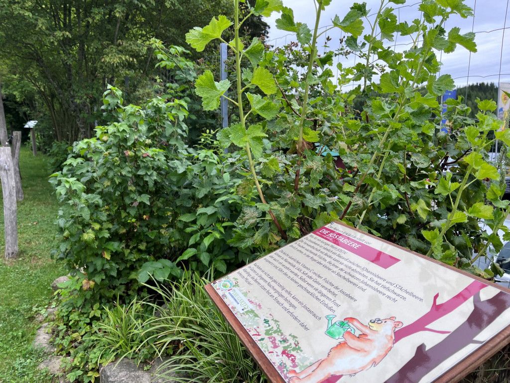 Bärenwald Arbesbach