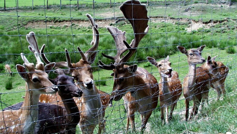 Tiergehege im Naturpark Nordwald, © Marktgemeinde Bad Großpertholz