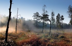 Nebel im Heidenreichsteiner Moor mit Bäumen und Gras im Vordergrund.