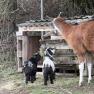 Tiere am Hof, © Sabine Kerschbaumer