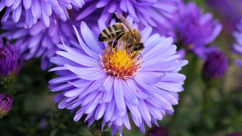 flei&szlig;ige Biene, &copy; Nicole Wagner