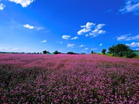 Bl&uuml;hendes Feld, &copy; Johannes Hei&szlig;enberger
