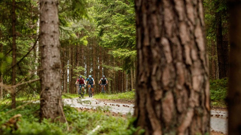 Drei Radfahrer auf einem Waldweg zwischen hohen Bäumen.