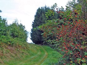Wanderweg, &copy; Stadtgemeinde Litschau