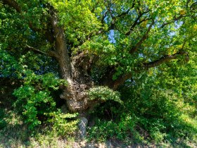 Alte Eiche, © Unknown