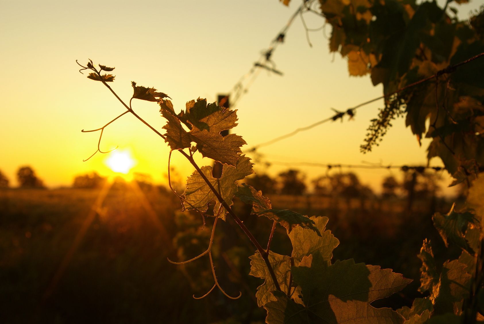 Weinreben im Sonnenuntergang auf einem Weingut.