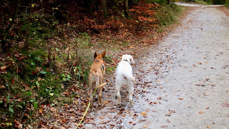Wandern mit Hund, © Waldviertel Tourismus