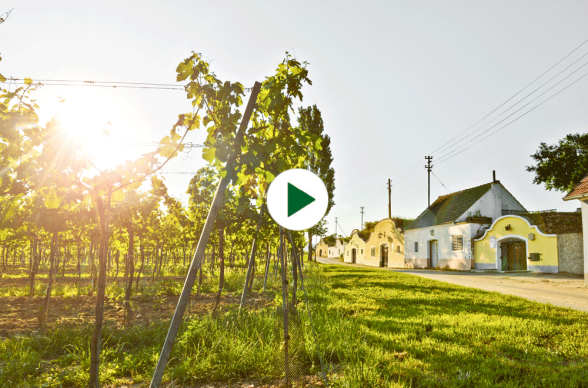 Video - Kamptaler Wein, © kamtal.at, Robert Herbst