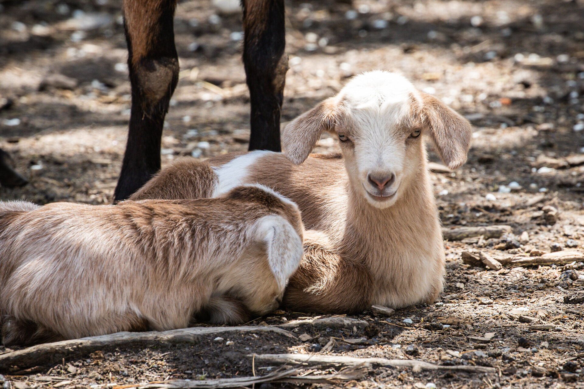 In der sanften Umarmung der Natur ruhen zwei Ziegenkinder friedlich im Schatten. Ihre neugierigen Augen strahlen Lebensfreude aus, während sie die warmen Sonnenstrahlen genießen. Diese kleinen Geschöpfe verkörpern die Idylle und den Charme des Waldviertels.