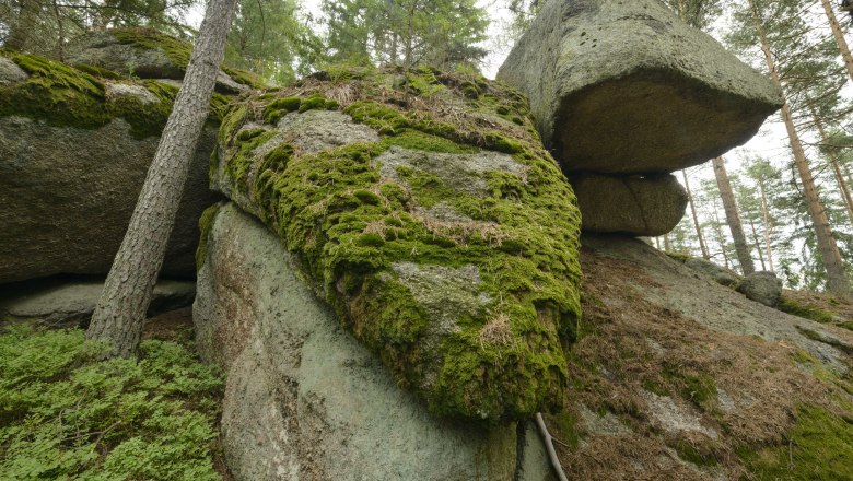 Fichtenschluf Flesengarten Lembach, © Matthias Schickhofer