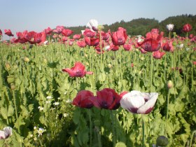 Mohnbl&uuml;te, &copy; Dieter Zeilinger