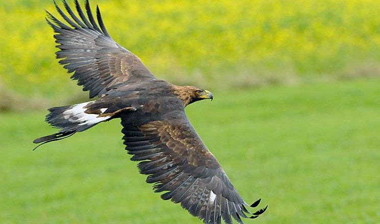 Freiflug, © Greifvogelzentrum
