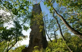 Ruine eines alten Turms im Wald, umgeben von Bäumen und Pflanzen.