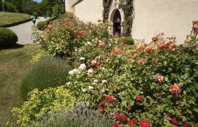 Blühende Rosen vor einer Burgmauer mit Torbogen, umgeben von Lavendel und anderen Pflanzen.