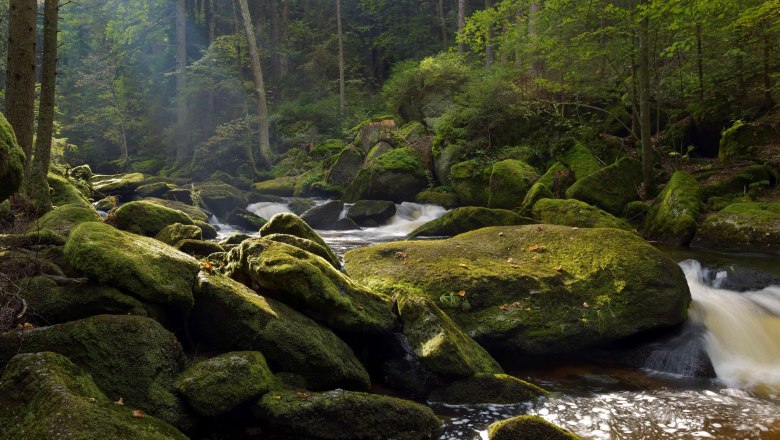 Ein bewaldeter Bach mit moosbedeckten Felsen und fließendem Wasser.