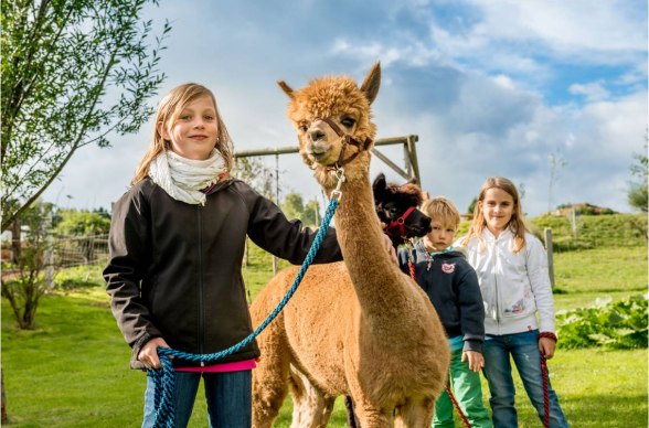 Alpakawanderung am Sonnseitnhof, © Sonnseitn Alpaka